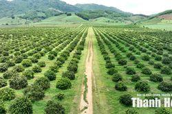 Minh bạch quản lý nông sản bằng mã số vùng trồng