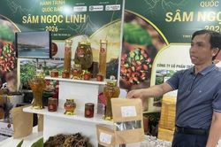 Đ&agrave; Nẵng hỗ trợ người d&acirc;n đầu tư trồng s&acirc;m Ngọc Linh v&agrave; quế Tr&agrave; My