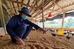 Lợi ích kép chăn nuôi an toàn sinh học
