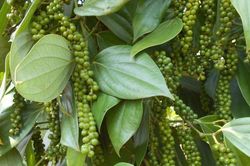 Giá tiêu hôm nay 13/7/2026: Giá trung bình 139.200 đồng/kg, nguồn cung toàn cầu tiếp tục căng