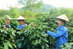 Xây dựng nông thôn mới bền vững