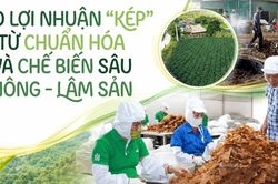 Tạo lợi nhuận 'kép' từ chuẩn hóa và chế biến sâu nông - lâm sản