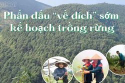 Phấn đấu 'về đích' sớm kế hoạch trồng rừng