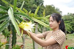 Định hướng đúng, lãnh đạo phát triển kinh tế hiệu quả