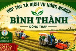 Điều gì làm nên một 'Ngôi sao Hợp tác xã' giữa cánh đồng lúa Đồng Tháp?