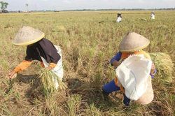 'Siêu El Ninõ' có thể gây cú sốc giá lương thực toàn cầu đến năm 2028