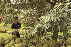 Đơn giản hóa thủ tục mã số vùng trồng để thúc đẩy xuất khẩu