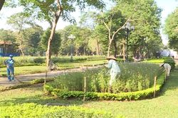 Những người thầm lặng giữ màu xanh cho thành phố