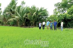 Song hành thế mạnh tôm, lúa