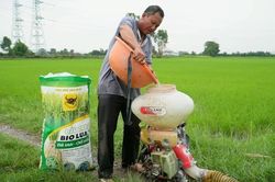 Khi đất được 'hồi sinh' thì cây lúa tự khắc khỏe mạnh