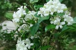 Có nên trồng cây nguyệt quế trước nhà?
