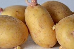 2 loại thực phẩm quen thuộc có thể vẫn còn độc tố sau khi nấu chín, nhiều người chưa biết