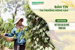 Thị trường nông sản 13/7/2026: Hồ tiêu và cà phê tăng giá