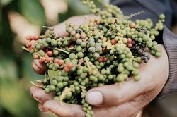 Giá tiêu hôm nay 13/7: Trong nước ổn định, thế giới đi ngang