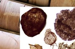 Đào mỏ, loạt sinh vật từ thế giới 1,7 tỉ năm trước lộ diện