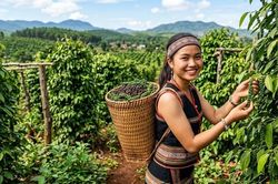 Giá hồ tiêu hôm nay 14.7.2026: Đồng loạt lao dốc