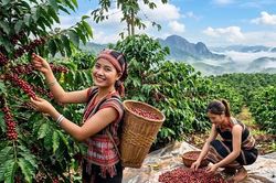 Gi&aacute; c&agrave; ph&ecirc; h&ocirc;m nay giảm 200 đồng/kg, s&agrave;n thế giới đi xuống