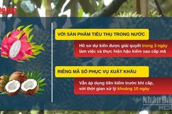 [Video] Tháo gỡ vướng mắc trong cấp mã số vùng trồng, cơ sở đóng gói