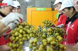 [Video] Gần 6,3 triệu cơ sở kinh tế tạo việc l&agrave;m hơn 30 triệu lao động