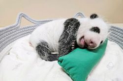 Đặt tên cho chú gấu trúc con mới sinh của Everland đang thu hút toàn cõi mạng