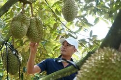 Tăng tốc cấp mã số vùng trồng sầu riêng