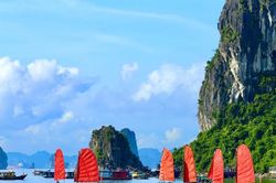 Đặc sắc trải nghiệm thuyền ba vách Cánh buồm đỏ ngắm hoa phất dụ ở Quảng Ninh