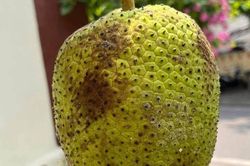 Loài cây cho quả ăn thay cơm nhưng lá mới nhiều dược chất
