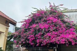 3 anh em xây nhà sát vách, ứng xử của chị dâu học hết lớp 7 khiến cả nhà nể phục