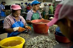 Thái Lan gia hạn giấy phép lao động cho hàng trăm nghìn lao động Lào, Myanmar và Việt Nam