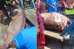Ngư dân câu được cá mú khổng lồ nặng 100kg trên biển