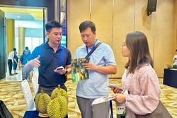 Tìm giải pháp phát triển bền vững cho sầu riêng Việt Nam