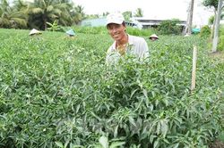 Sắc đỏ ấm no trên vựa ớt lớn nhất Đồng bằng sông Cửu Long