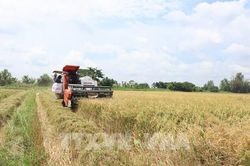 Đa dạng giải pháp giảm phát thải khí mê-tan trong trồng trọt
