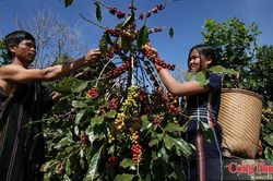 N&ocirc;ng nghiệp t&aacute;i sinh mở lối cho c&agrave; ph&ecirc; đ&aacute;p ứng EUDR v&agrave; giảm ph&aacute;t thải