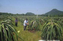 Giữ màu xanh đại ngàn bằng sinh kế bền vững