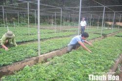 Luận Th&agrave;nh giữ rừng m&ugrave;a nắng n&oacute;ng gắn với ph&aacute;t triển kinh tế l&acirc;m nghiệp hiệu quả