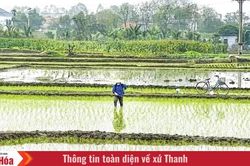 Bổ sung hơn 347 tỷ đồng hỗ trợ 104 xã, phường khôi phục sản xuất nông nghiệp sau thiên tai