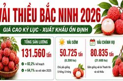 Vụ vải thiều Bắc Ninh năm 2026: Giá cao kỷ lục, xuất khẩu ổn định