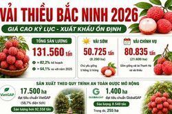 Vụ vải thiều Bắc Ninh năm 2026: Giá cao kỷ lục, xuất khẩu ổn định