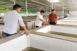 Bắc Ninh: Trang trại nu&ocirc;i lươn si&ecirc;u th&acirc;m canh cho lợi nhuận hơn 25%