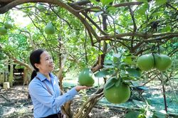 Cấp bách gỡ điểm nghẽn xây dựng mã vùng trồng xuất khẩu