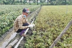 Đồng Th&aacute;p: Khẩn trương x&aacute;c định nguy&ecirc;n nh&acirc;n c&acirc;y trồng bị thiệt hại