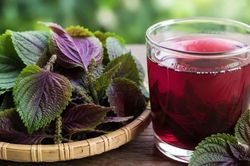 Uống nước lá tía tô thế nào cho đúng?