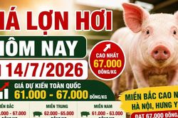 Giá lợn hơi hôm nay 14/7: Hà Nội lên 67.000 đồng/kg