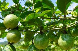 X&atilde; Bắc H&agrave; kiểm tra m&ocirc; h&igrave;nh trồng chanh leo v&agrave;ng thuộc Chương tr&igrave;nh mục ti&ecirc;u quốc gia giảm ngh&egrave;o bền vững