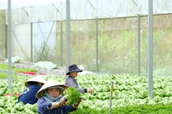 Nâng chuẩn chất lượng, mở rộng đầu ra cho nông sản Lâm Đồng