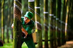 Cao su T&acirc;n Bi&ecirc;n (RTB) b&aacute;o l&atilde;i giảm tới 82%, xuống 32,7 tỷ đồng