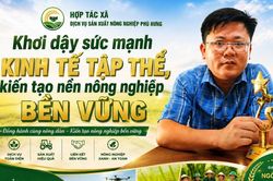 HTX Dịch vụ Sản xuất Nông nghiệp Phú Hưng: Khơi dậy sức mạnh KTTT, kiến tạo nền nông nghiệp bền vững