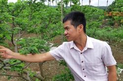 HTX làm 'đầu tàu' phát triển vùng chuyên canh nông nghiệp Hải Phòng