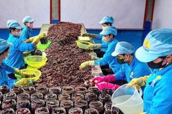 Ba kh&iacute;a Đầm Dơi: Ch&iacute;nh s&aacute;ch sở hữu tr&iacute; tuệ tiếp sức x&acirc;y dựng thương hiệu